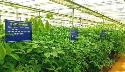 強化為國種膠使命擔當，以新技術推廣服務賦能天然橡膠產業優化升級